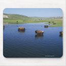 Search for swallow mousepads Animal