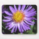 Search for aster flowers electronics Asters