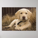 Search for dog breed posters Retriever