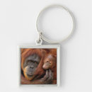 Search for orangutan key rings Wildlife