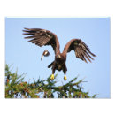 Search for mockingbird art posters Wildlife