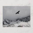 Search for mountain eagle postcards Bird
