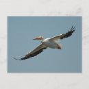 Search for pelicans postcards Wild