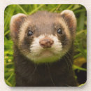Search for pets coasters Mammal
