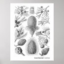 Search for art forms of nature posters Kunstformen der natur