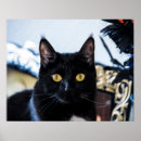 Search for funny kitty cat posters Pets