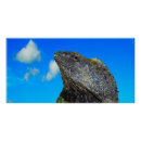 Search for lizard posters Wildlife