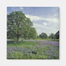 Search for oaks magnets Colourful