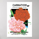 Search for carnations posters Gardening