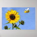 Search for the bee posters Nature