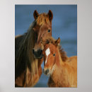 Search for headshot posters Foal