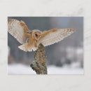 Search for spike postcards Animal