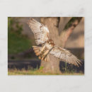 Search for aiming postcards Nature