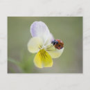 Search for lady bug postcards Wildlife