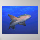 Search for ambergris posters Caribbean