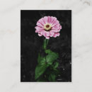 Search for aceos Flower