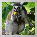 Search for lemur monkey posters Primate