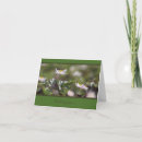Search for anemones cards Wood anemone