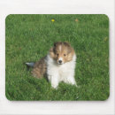 Search for shelti mousepads Puppy