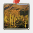 Search for tucson christmas tree decorations Southwest