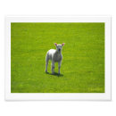 Search for lamb posters Pink