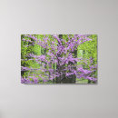 Search for redbud tree Purple