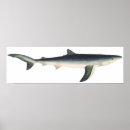 Search for shark attacks posters Animals