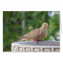 Search for birdbath Wildlife