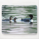 Search for loons electronics Nature