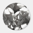 Search for lilly magnets Lillies