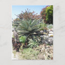 Search for alo postcards Cactus