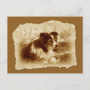 Search for herding dog Australian shepherd