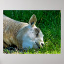 Search for funny sheep posters Cute