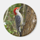 Search for belly round magnets Wildlife