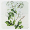 Search for jasmin stickers Plant