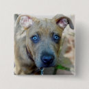 Search for pits badges Pit bulls