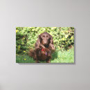Search for long haired dachshund art Canine photographer