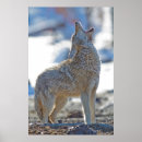 Search for coyotes posters Canis latrans