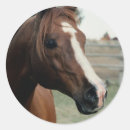 Search for arabian stickers Chestnut