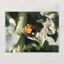 Search for creepy crawlies postcards Cute