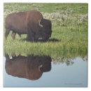 Search for meadow tiles Animals