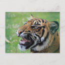 Search for teeth postcards Animal