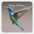 Search for hummingbird birthday Beautiful