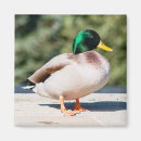 Search for drake magnets Mallard