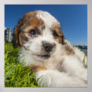 Search for colourful animal posters Pets