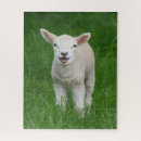 Search for lamb puzzles Cute