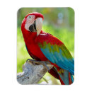 Search for beaks magnets Colourful