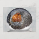 Search for european robin bird postcards Wild