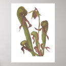 Search for carnivore posters Plant