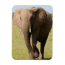 Search for game reserve magnets Kenya